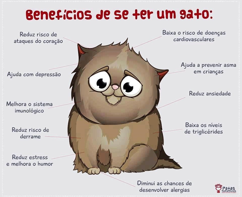 Vídeo para gatos: conheça os benefícios!