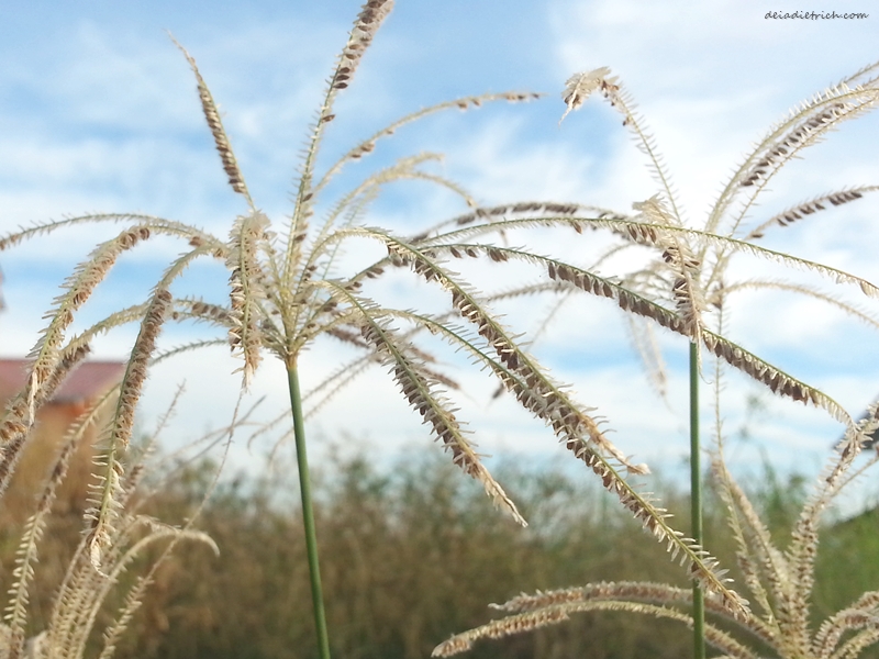 deiadietrich-lentecriativa-leveza1