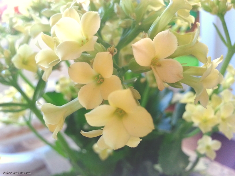 deiadietrich-lentecriativa-leveza3