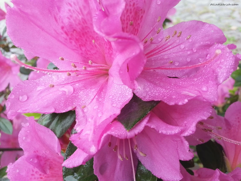 deiadietrich-lentecriativa-leveza6